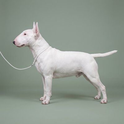 Lego, Bullterrier